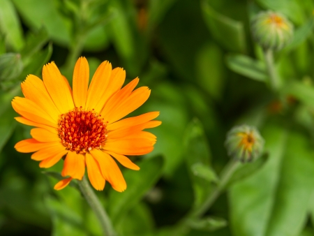 Pot marigold detail macro  Calendula officinalis の写真素材