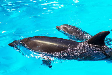 Glad beautiful dolphin in blue water in the swimming pool on a bright sunny day sailing on the foam boards on the representationの写真素材