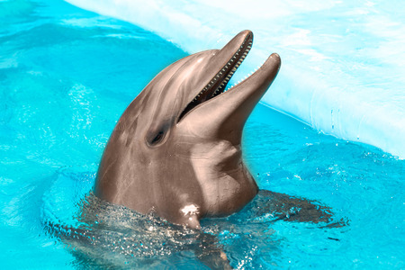 Glad beautiful dolphin smiling in a blue swimming pool water on a clear sunny day の写真素材