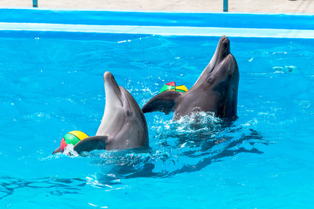 Glad beautiful dolphin in blue water in the swimming pool on a bright sunny day sailing on the foam boards on the representationの写真素材