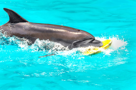 Glad beautiful dolphin in blue water in the swimming pool on a bright sunny day sailing on the foam boards on the representationの写真素材