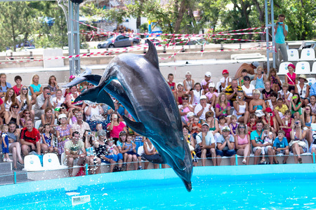 ODESSA, UKRAINE - JUNE 10, 2013: Dolphins on creative entertaining show at the dolphinarium with the full house of visitors show amazing tricks. Spectators happily delighted June 10, 2013 in Odessa, Ukraineのeditorial素材