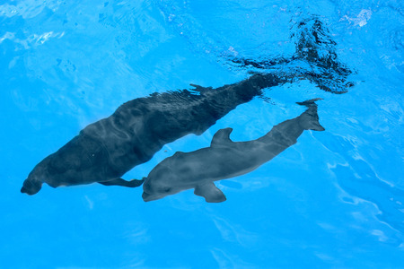 Dolphin mother with her little dolphin swims in the pool. Child is having fun in the water and have fun playing の写真素材