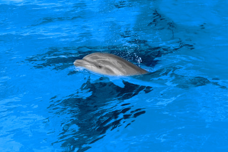 Dolphin mother with her little dolphin swims in the pool. Child is having fun in the water and have fun playing の写真素材