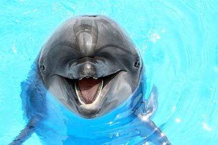 Glad beautiful dolphin smiling in a blue swimming pool water on a clear sunny day の写真素材
