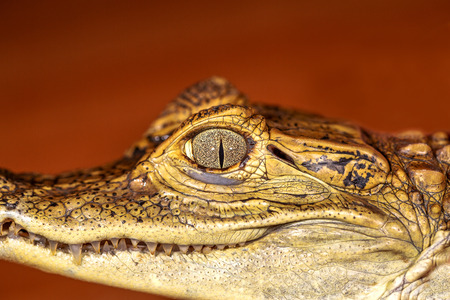 Head of a crocodile, eyes in closeup selective focusの写真素材