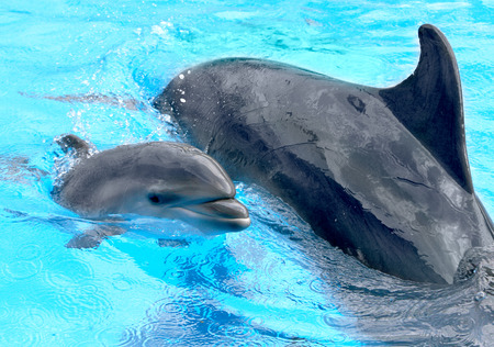 Dolphin mother with her little dolphin swims in the pool. Child is having fun in the water and have fun playing の写真素材