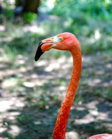 Flamingo beautiful portrait created in the natural wildの写真素材