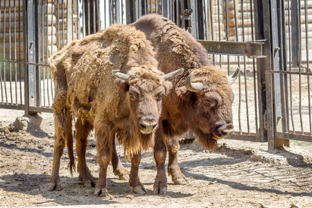 Wild America Bison - a huge pair of mature bulls in the summer during the summer moltの写真素材