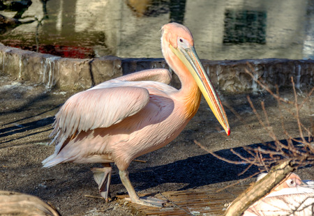 Portrait of a European white pelican , Pelecanus onocrotalus. Exotic birds with magnificent plumage and huge beak with a yellow bag leather. Expressive waterfowlの写真素材
