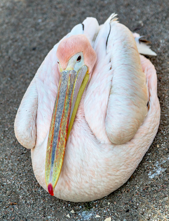 Portrait of a European white pelican , Pelecanus onocrotalus. Exotic birds with magnificent plumage and huge beak with a yellow bag leather. Expressive waterfowlの写真素材