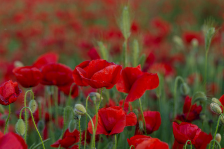 Flowers Red poppies blossom on wild field. Beautiful field red poppies with selective focus. Red poppies in soft light. Opium poppy. Natural drugs. Glade of red poppies. Lonely poppy. Soft focus blurの写真素材