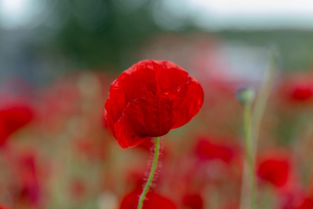 Flowers Red poppies blossom on wild field. Beautiful field red poppies with selective focus. Red poppies in soft light. Opium poppy. Natural drugs. Glade of red poppies. Lonely poppy. Soft focus blurの写真素材