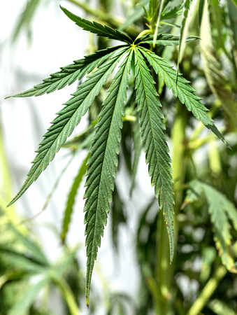 Green leaves of marijuana on the branches of the plant stem. Hemp. Narcotic plants. Prohibited for plant growth. Shallow depth of field. Selective focus. Background image for design of social advertisingの写真素材