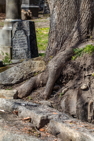 The root system of a tree in a mountain stony ground rising to the top of the land among the rocks and hiking trails. Amazing Wildlife unusual phenomena. Authentic natural speciesの写真素材