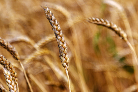Farm ripe yellow wheat field ready for harvest. Beautiful autumn landscape on a bright sunny dayの写真素材