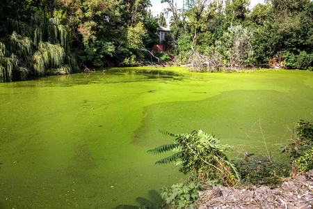 ODESSA, UKRAINE - 8 August 2015: a large amount of debris and dirty waste water caused the rapid growth of algae in the lake. Water pollution. Ecological problemのeditorial素材