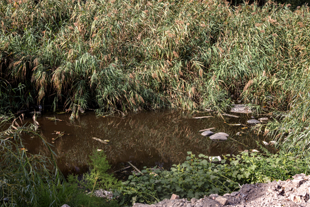 ODESSA, UKRAINE - 8 August 2015: a large amount of debris and dirty waste water caused the rapid growth of algae in the lake. Water pollution. Ecological problemのeditorial素材