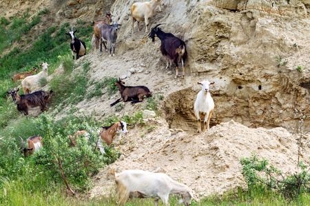 Herd of goats grazing livestock farms in the steppe meadow and limestone mountains on a sunny summer day. Rural landscape in southern Ukraine の写真素材