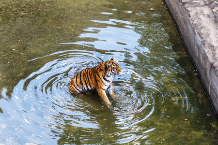Ussuri Bengal tiger in a cage zoo created natural habitat. Wild predatory mammals in the summer park. Large predatory cats. Motion blur. Selective focusの写真素材