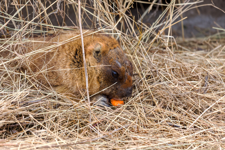 Alpine marmot (Marmota Marmota) in the aviary zoo. The protagonist of the beautiful tradition - Groundhog predicts the weather in Groundhog Day.の写真素材