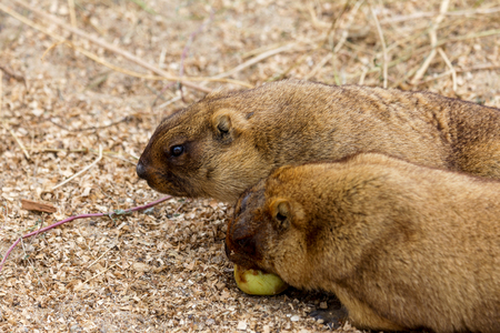 Alpine marmot (Marmota Marmota) in the aviary zoo. The protagonist of the beautiful tradition - Groundhog predicts the weather in Groundhog Day.の写真素材