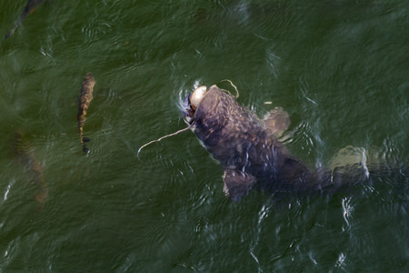 huge River catfish and fish Yaz in cooling cooling pond of Chernobyl nuclear power plant, Pripyat...