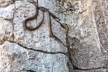 Yellow-bellied snake basking in the sun in a stone crack. The biggest snake in Europe. Up to 2.5...