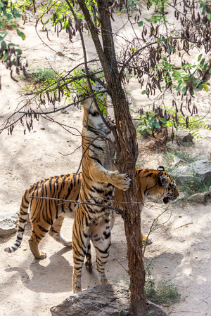 Ussuri Bengal tiger in a cage zoo created natural habitat. Wild predatory mammals in the summer...