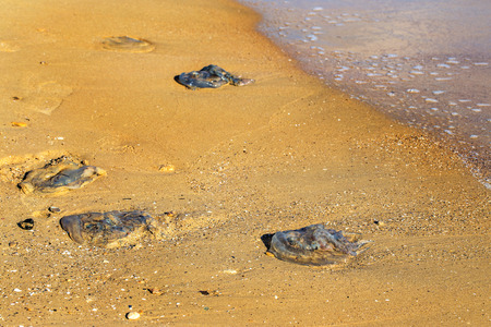 The massive invasion of large marine jellyfish on the beaches due to a sharp cooling water. Autumn okupatsiya Huge jellyfish sea beaches. Risk of burns on the coast for holidaymakersの写真素材