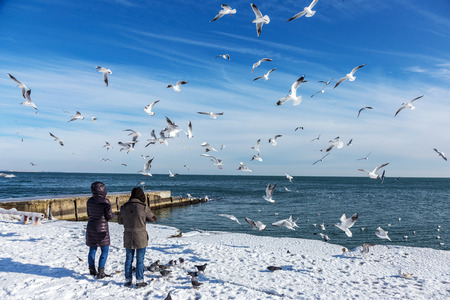 Odessa, Ukraine - January 19, 2016: Young girl feeds the hungry seagulls on the beach of the Black Sea winter. Hungry gulls circling over the people waiting for food.のeditorial素材