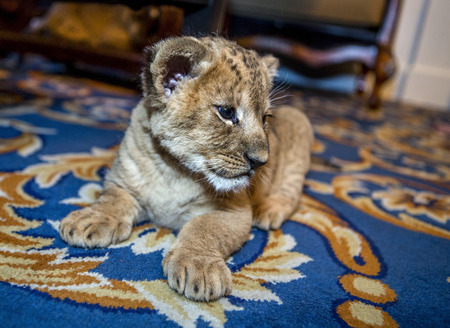 Little sweet beautiful young lion resting lazily in a city apartment on the floor carpet. Lion Cub....
