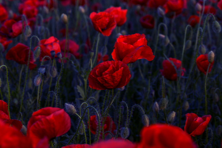 Flowers Red poppies blossom on wild field. Beautiful field red poppies with selective focus. Red poppies in soft light. Opium poppy. Glade of red poppies. Toning. Creative processing in dark low keyの写真素材