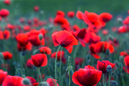 Flowers Red poppies blossom on wild field. Beautiful field red poppies with selective focus. Red poppies in soft light. Opium poppy. Glade of red poppies. Toning. Creative processing in dark low keyの写真素材