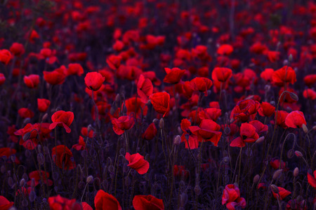 Flowers Red poppies blossom on wild field. Beautiful field red poppies with selective focus. Red poppies in soft light. Opium poppy. Glade of red poppies. Toning. Creative processing in dark low keyの写真素材