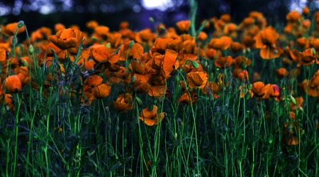 Flowers Red poppies blossom on wild field. Beautiful field red poppies with selective focus. Red poppies in soft light. Opium poppy. Glade of red poppies. Toning. Creative processing in dark low keyの写真素材