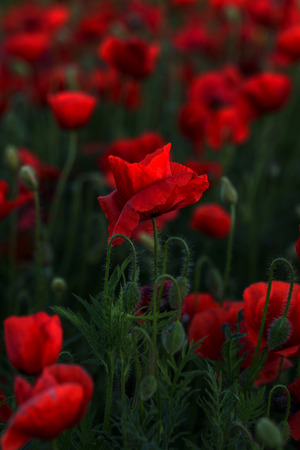 Flowers Red poppies blossom on wild field. Beautiful field red poppies with selective focus. Red poppies in soft light. Opium poppy. Glade of red poppies. Toning. Creative processing in dark low keyの写真素材