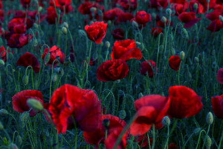 Flowers Red poppies blossom on wild field. Beautiful field red poppies with selective focus. Red poppies in soft light. Opium poppy. Glade of red poppies. Toning. Creative processing in dark low keyの写真素材