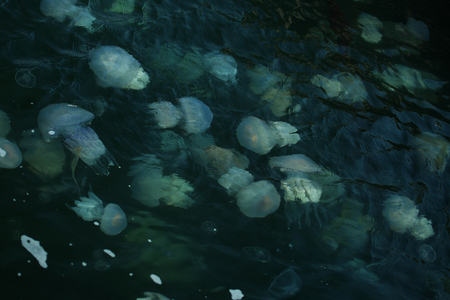 Congestion Millions of jellyfish floating in the sea lagoon as a result of penetration of cold flow. Danger to people swimming. As an unusual background for decoration and creative designの写真素材