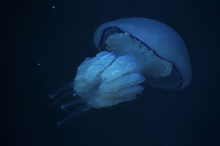 Congestion Millions of jellyfish floating in the sea lagoon as a result of penetration of cold flow. Danger to people swimming. As an unusual background for decoration and creative designの写真素材