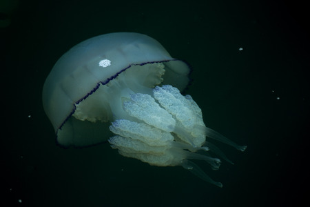 Congestion Millions of jellyfish floating in the sea lagoon as a result of penetration of cold flow. Danger to people swimming. As an unusual background for decoration and creative designの写真素材