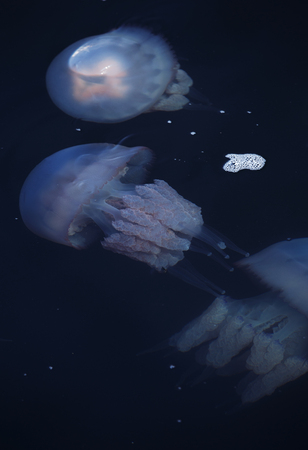 Congestion Millions of jellyfish floating in the sea lagoon as a result of penetration of cold flow. Danger to people swimming. As an unusual background for decoration and creative designの写真素材