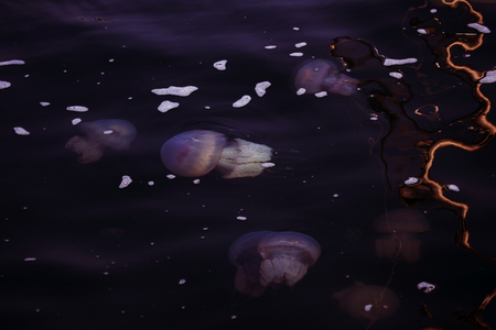 Congestion Millions of jellyfish floating in the sea lagoon as a result of penetration of cold flow....