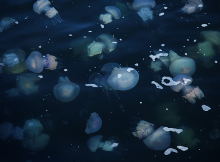 Congestion Millions of jellyfish floating in the sea lagoon as a result of penetration of cold flow. Danger to people swimming. As an unusual background for decoration and creative designの写真素材