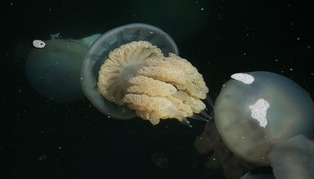 Congestion Millions of jellyfish floating in the sea lagoon as a result of penetration of cold flow. Danger to people swimming. As an unusual background for decoration and creative designの写真素材