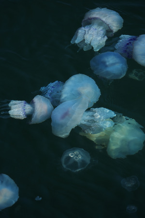Congestion Millions of jellyfish floating in the sea lagoon as a result of penetration of cold flow....