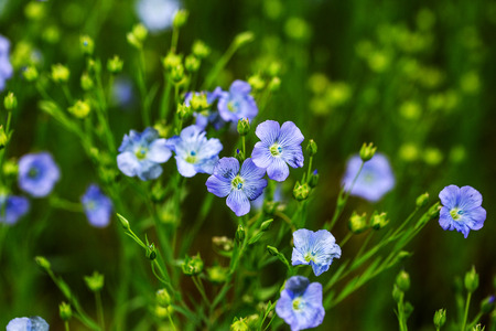 Bright delicate blue flower of ornamental flower of flax and its shoot against complex background....