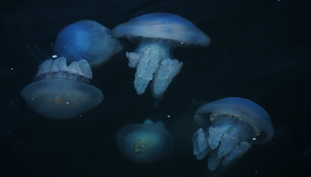 Congestion Millions of jellyfish floating in the sea lagoon as a result of penetration of cold flow. Danger to people swimming. As an unusual background for decoration and creative designの写真素材