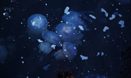 Congestion Millions of jellyfish floating in the sea lagoon as a result of penetration of cold flow....