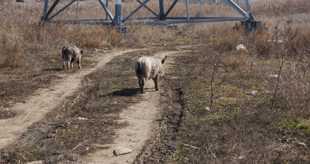 A couple, a family of wild boars freely walking on the outskirts of the industrial district of the city. Wild boar in the wildの写真素材